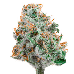 Cream Caramel bud white background 