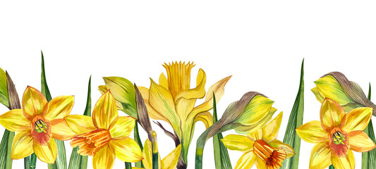 Flower arrangement of yellow daffodils and green twigs, hand-painted in watercolor on a white background. - obrazy, fototapety, plakaty