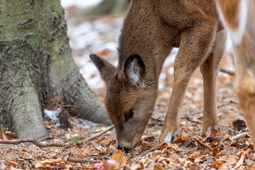Fototapeta premium The white-tailed deer (Odocoileus virginianus) also known as the whitetail or Virginia deer. White tailed deer is the wildlife symbol of Wisconsin and game animal of Oklahoma.