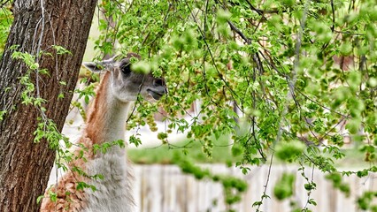 Llama (Lama glama), animal of the Camelidae family, raised on its legs eating from the leaves of a...