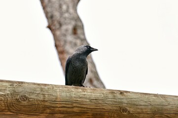 Western jackdaw, bird of the corvidae family standing on a tree trunk