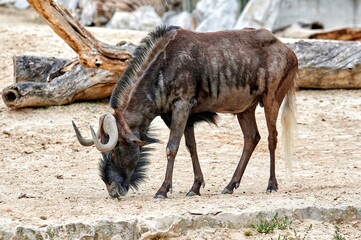 White-tailed wildebeest, Connochaetes gnou, walking and foraging on the sand