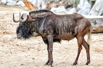 White-tailed wildebeest, Connochaetes gnou, walking and foraging on the sand