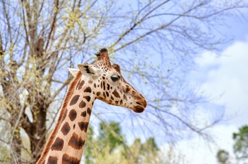 Close-up shot of a giraffe's head viewed from the side with some trees and a blue cloudy sky