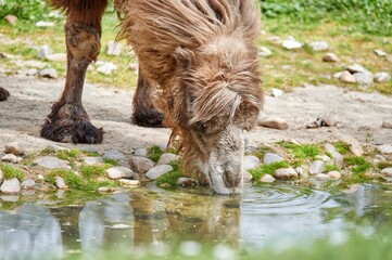 Bactrian camel or Asian camel with a lot of fur while drinking water from a stream