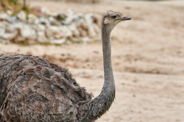 Portrait of an ostrich (Struthio camelus) in profile looking forward with its long neck and...