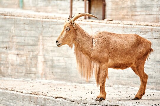 Sheep or Atlas mouflon (Ammotragus lervia) mammal of the sheep family, standing elegantly on a cement step