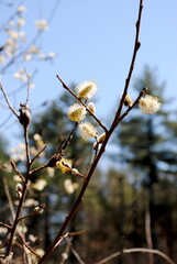 Willow tree buds first opening up and emerging, one of the first signs of spring
