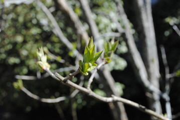 Lilac bush with first leaves and buds emerging in early spring