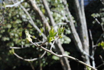 Lilac bush with first leaves and buds emerging in early spring