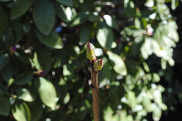 Lilac bush with first leaves and buds emerging in early spring