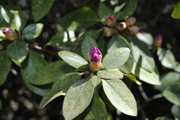 Azalea bush with buds emerging in early spring