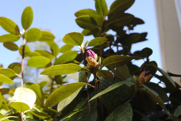 Azalea bush with buds emerging in early spring