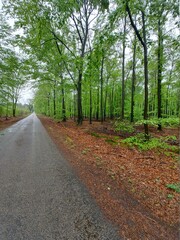 path in the forest
