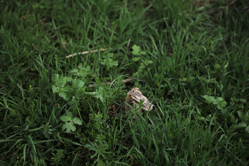wood in the trove