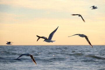 Seagulls over the evening sea.
