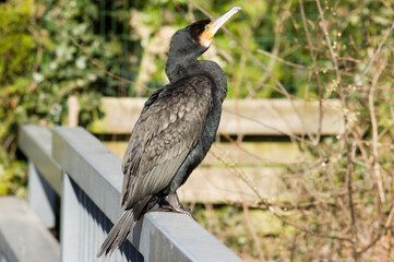Closeup of a black and yellow cormorant in the Netherlands