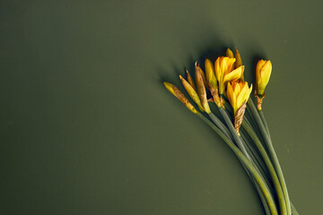 Yellow daffodils on dark teal background minimalistic flatlay, copy space, flower, springtime, bloom - 498611957