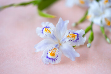 Fototapeta na wymiar アヤメ科の美しい花　シャガのアップ　（ピンクバック）