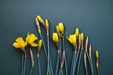 Yellow daffodils on dark teal background minimalistic flatlay, copy space, flower, springtime, bloom - 498611990