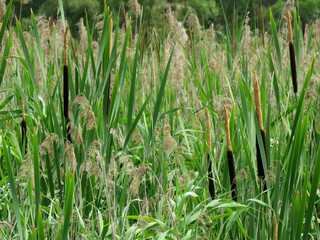 grass in the wind