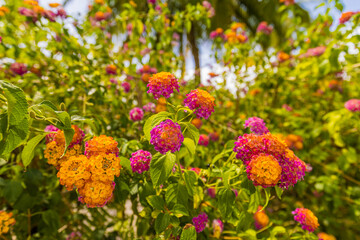 Bright tropical garden park with summer flowers on blurred background. Exotic foliage in a fairy garden. Macro artistic blooming flowers, orange pink red petals, blooming blossoms