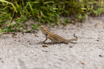 Lizard in the sand, green grass foliage. Small tropical reptile. Tropical nature wildlife. Lizard staying in the sand. Exotic animal predator