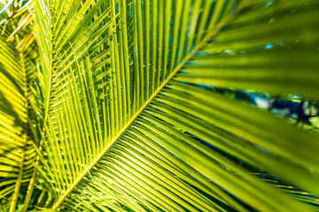 Rays of the sun through palm leaves. Jungle nature close-up of a saturated green palm leaf. Macro nature view of palm leaves background textures. Island forest, abstract nature
