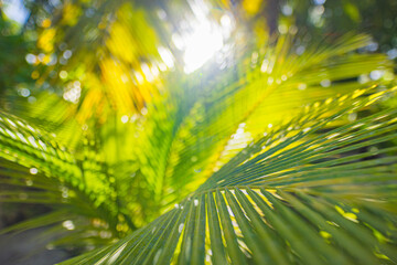 Rays of the sun through palm leaves. Jungle nature close-up of a saturated green palm leaf. Macro nature view of palm leaves background textures. Island forest, abstract nature