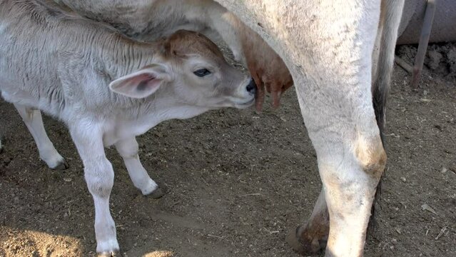 Calf feeding from its mother's udder rural farm concept