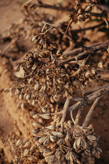 obsolete plants in the yellow desert. drought.