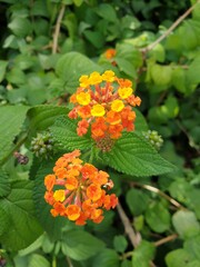 Randburg orange flower
