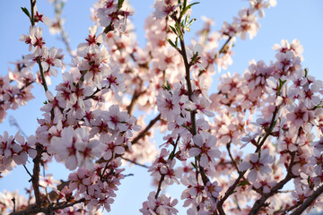 Closeup of almond trees in bloom in March