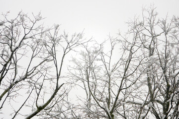 Fototapeta na wymiar Trees covered by snow at winter day.