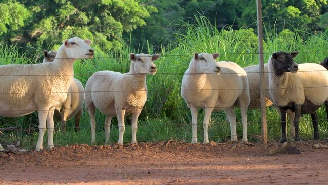 Sheep leaning on the fence of a farm and making sheep sounds, bleating, baaing. Texel sheeps.