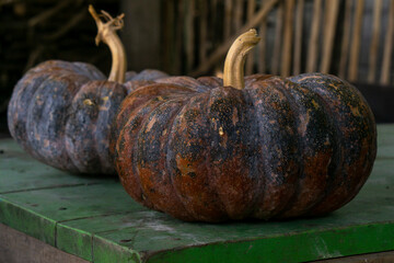 A pumpkin is a cultivar of winter squash that is round with smooth, slightly ribbed skin, and is...