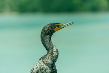 *Río LagartosYucatánMéxico*; 21 de febrero de 2022. Fotografías de las aves y del pueblo de Río Lagartos en el estado de Yucatán.