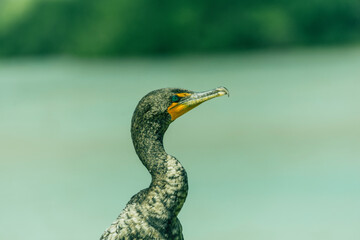 *Río LagartosYucatánMéxico*; 21 de febrero de 2022. Fotografías de las aves y del pueblo de Río Lagartos en el estado de Yucatán.