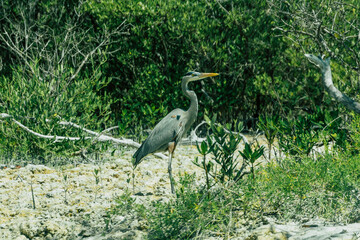 *Río LagartosYucatánMéxico*; 21 de febrero de 2022. Fotografías de las aves y del pueblo de Río Lagartos en el estado de Yucatán.