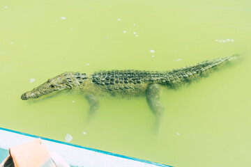 *Río LagartosYucatánMéxico*; 21 de febrero de 2022. Fotografías de las aves y del pueblo de Río Lagartos en el estado de Yucatán.