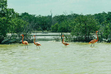 *Río LagartosYucatánMéxico*; 21 de febrero de 2022. Fotografías de las aves y del pueblo de Río Lagartos en el estado de Yucatán.