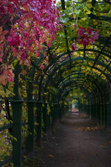 Arched pergola with gravel-walk and red virginia creeper leaves on foreground