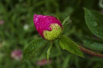 Pink peony bud with raindrops on blurry greenery background