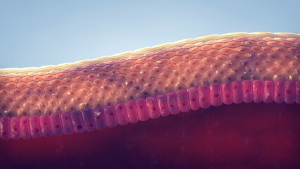 Human skin structure. The skin is the largest organ of the body. The epidermis acts as protective barrier against pathogens and plays a key role in immune system's response - obrazy, fototapety, plakaty