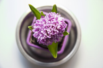 Pink hyacinth flower with green leaves in pink pot, top view with blurry white background