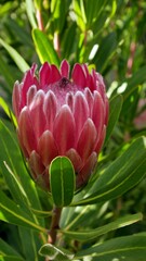 K&ouml;nigs Protea