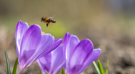 Honey Bee collecting the nectar from Flowers Crocus in the garden closeup. Nature in spring. Flora and fauna in Springtime. Macro photography of an Insect.