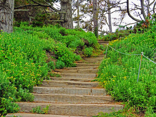 stairs in the forest