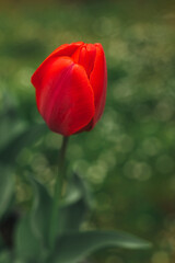 Beautiful red tulip flower in a spring garden.