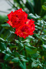 Vibrant red roses with raindrops in the garden, Armenia